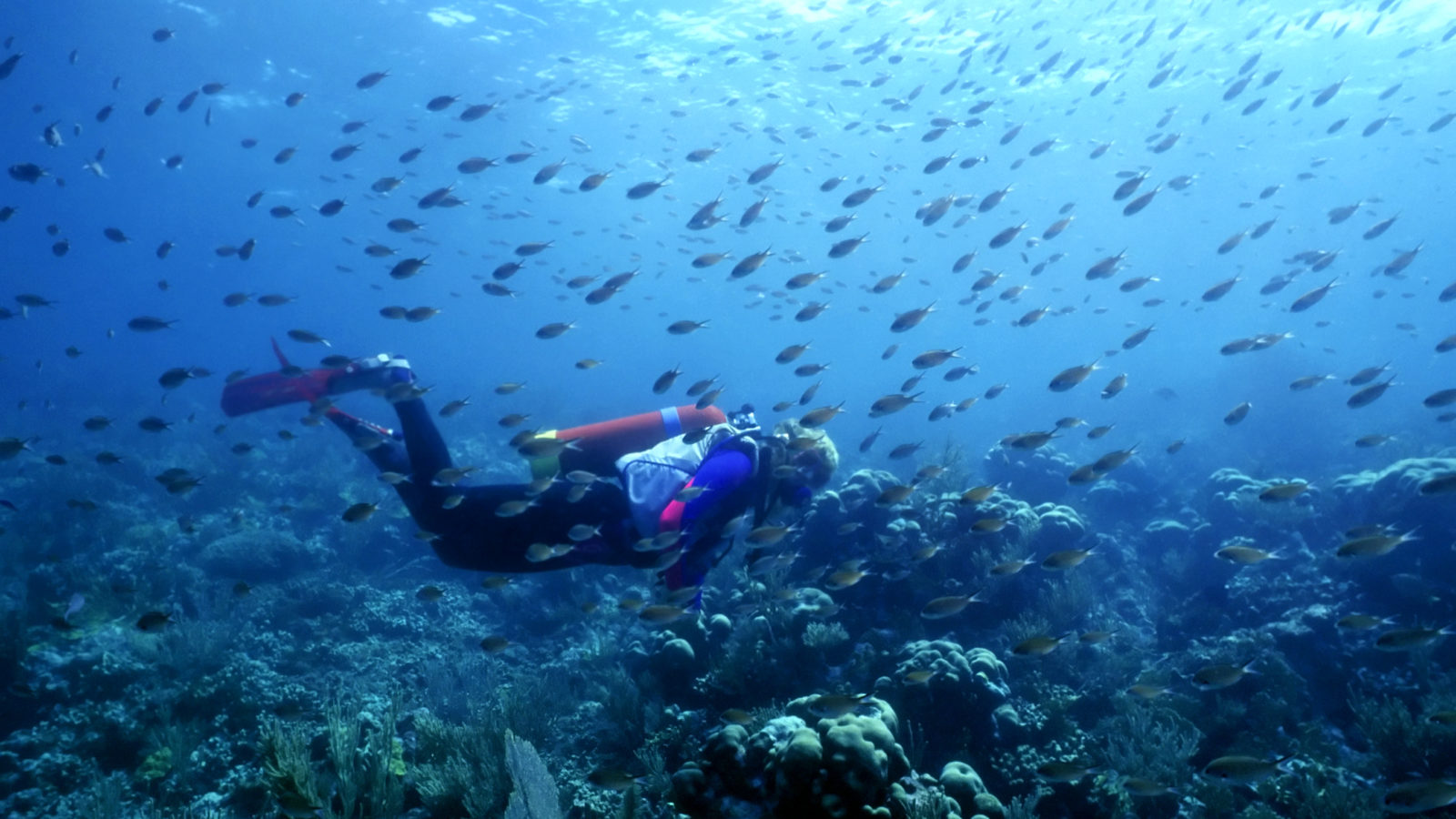 Best Caribbean Diving