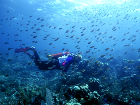 Best Caribbean Diving