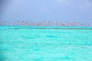 Flamingos Anegda