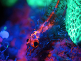 Fluoro diving in the Caribbean